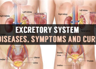 excretory system diseases symptoms and cure