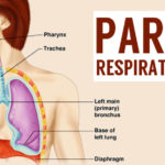 parts of the respiratory system and their functions