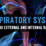 understand external and internal respiration process