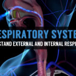 what is internal and external respiration