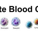 white blood cell count