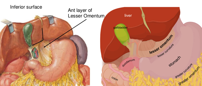 What Is Omentum What Does Greater And Lesser Omentum Do 