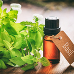 basil essential oils