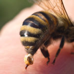 fast acting essential oils for bee sting relief