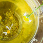 feverfew tea