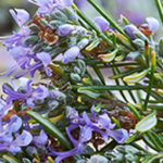 is rosemary essential oil good for acne